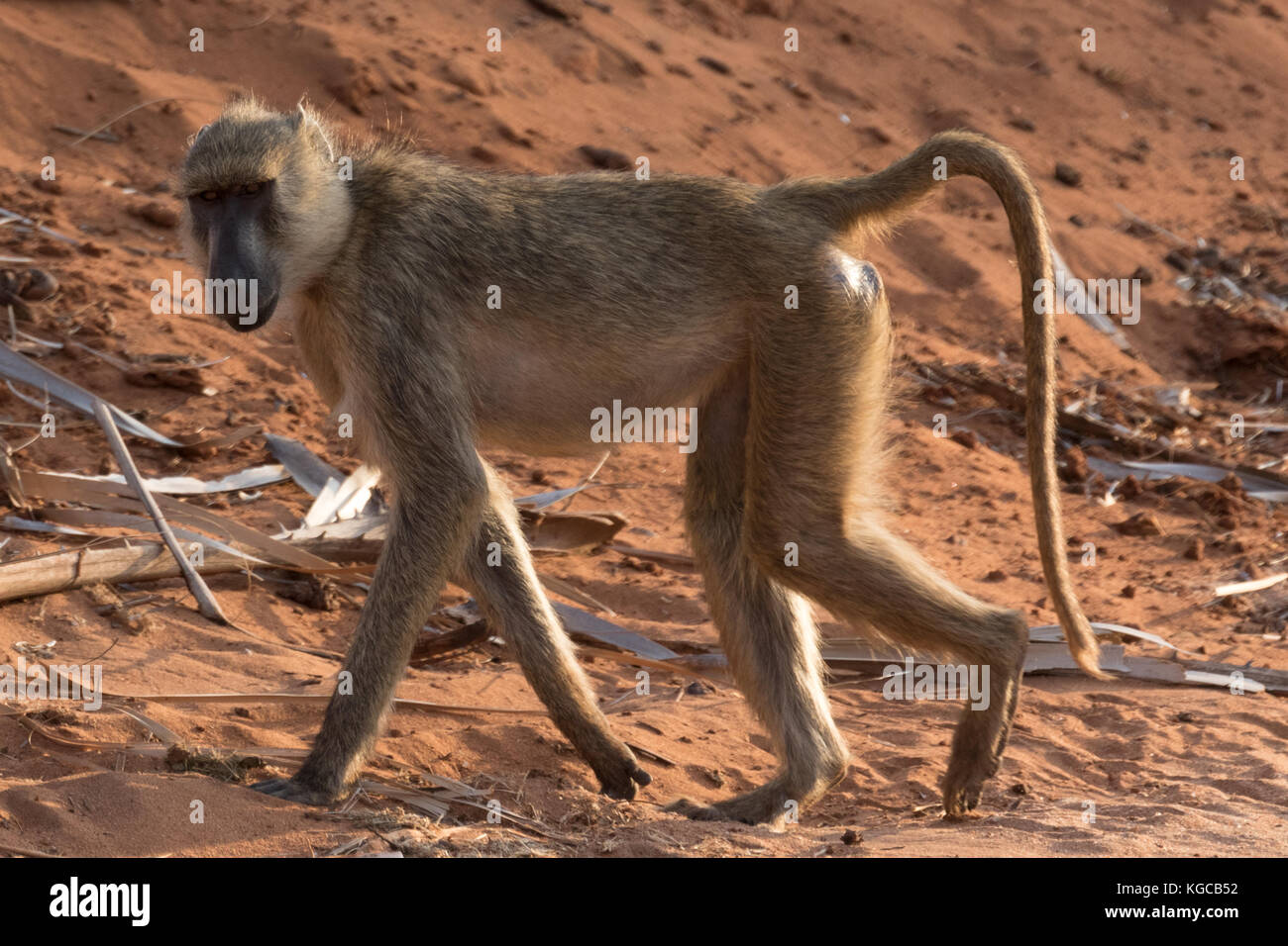 Eine olive baboon Spaziergänge durch die orange Sand des Tsavo Ost Nationalpark, Kenia Stockfoto