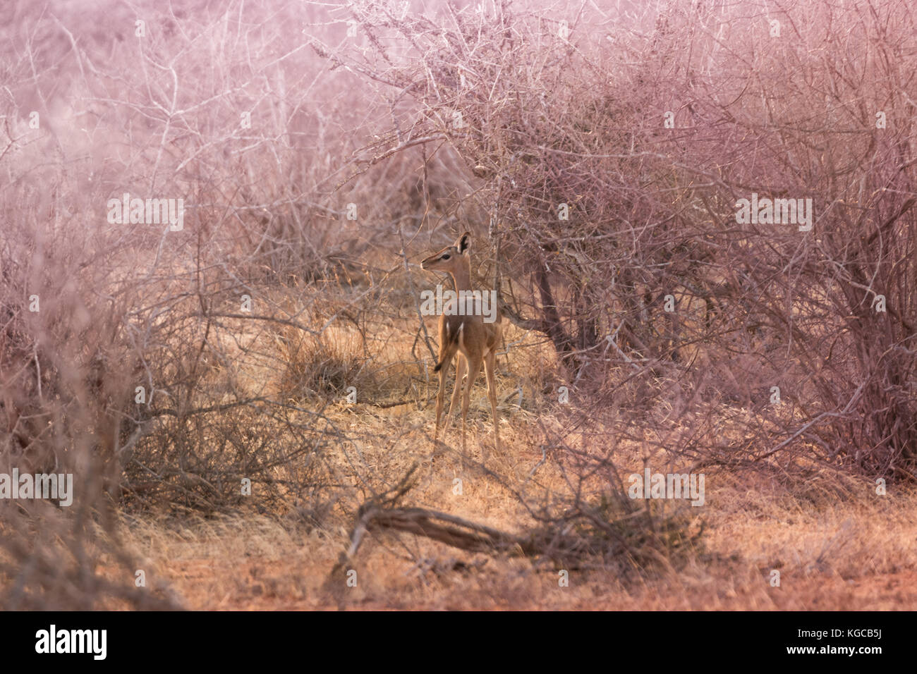 Ein gerenuk Uhren für Gefahr, an der ersten Ampel in Tsavo Ost Nationalpark, Kenia Stockfoto