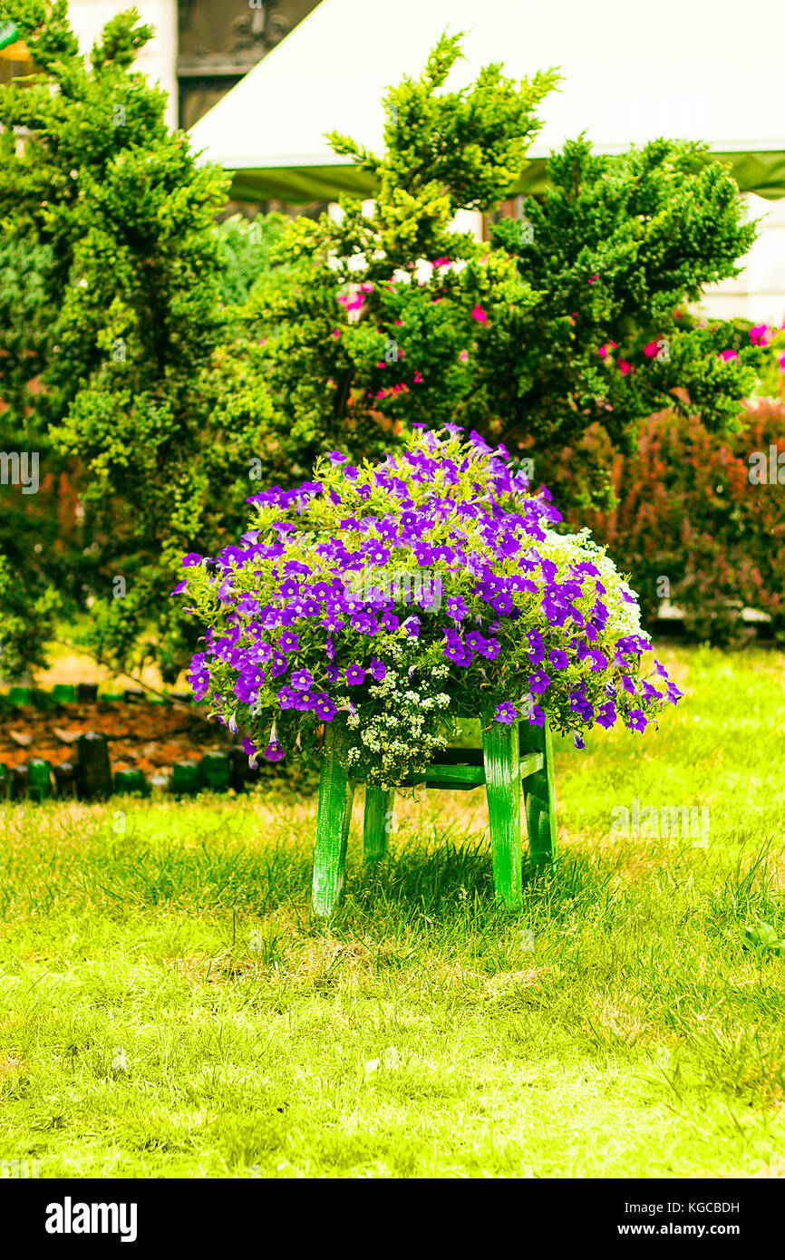 Garten Dekoration Stuhl mit violetten und weißen Blumen stehen auf Rasen.  Stuhl als kreative Blumentopf verwendet. Blumen wachsen auf Stuhl  Stockfotografie - Alamy