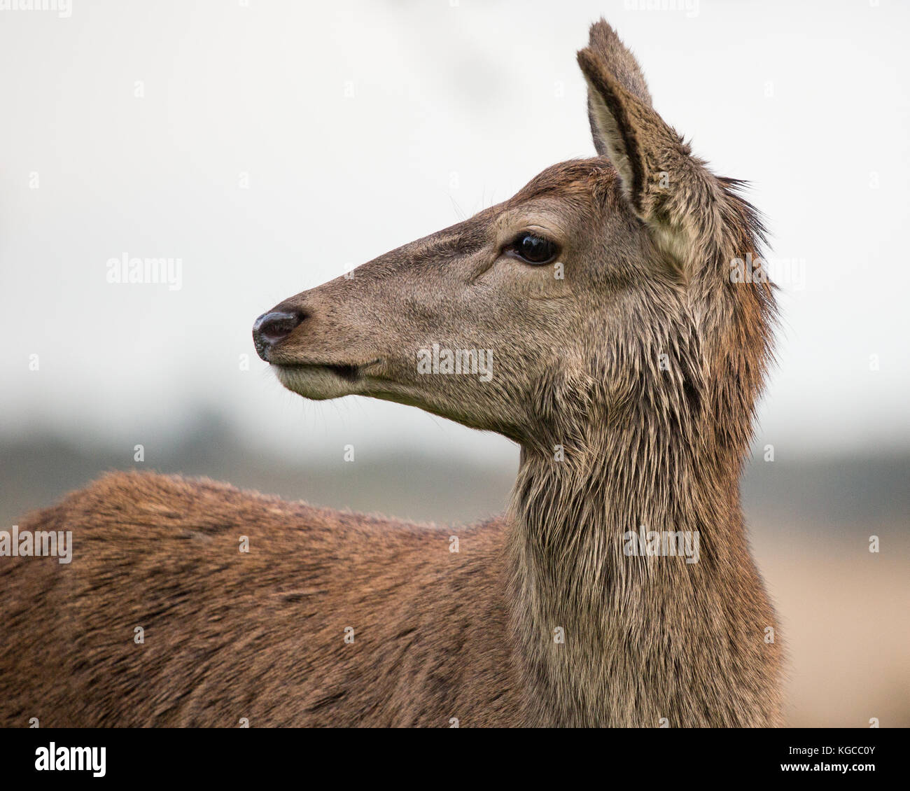 Hind im Herbst Furche am Richmond Deer Park in South West London Stockfoto