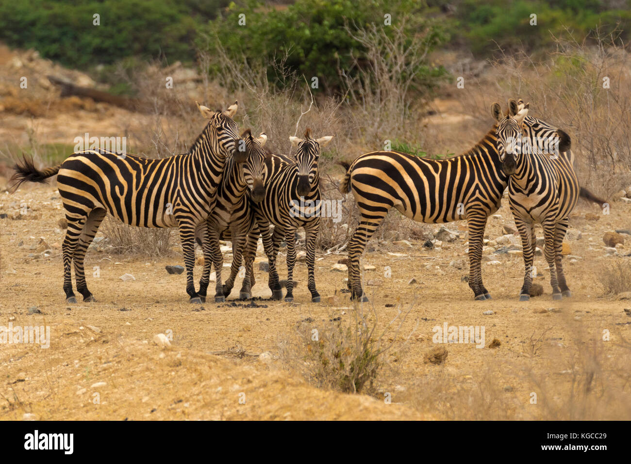 Die Zebras in der Tsavo Nationalpark Ökosystem in der Regel erscheint eine orange Färbung aufgrund der roten vulkanischen Staubes in der Savanne zu haben Stockfoto