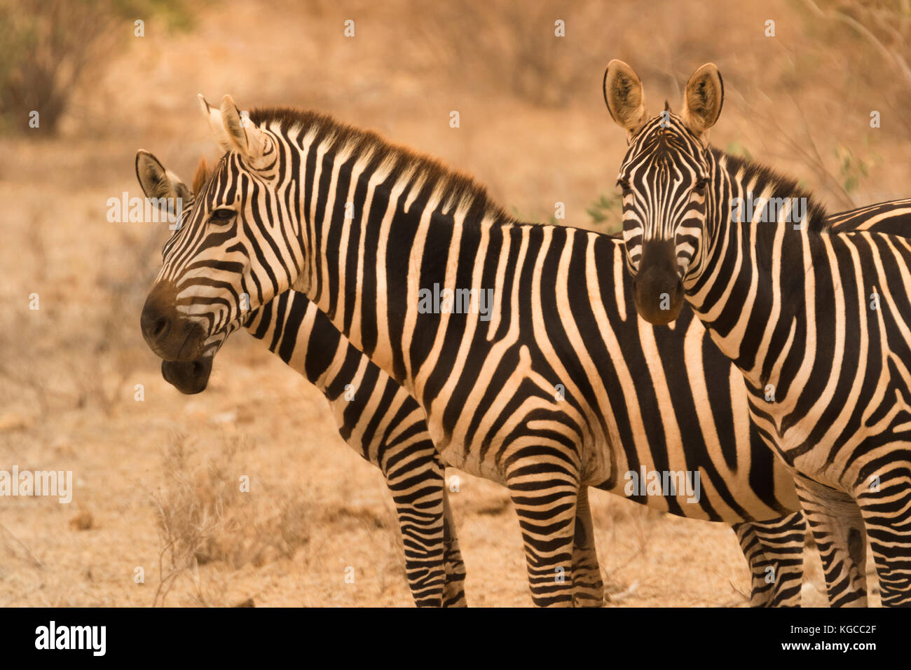 Die Zebras in der Tsavo Nationalpark Ökosystem in der Regel erscheint eine orange Färbung aufgrund der roten vulkanischen Staubes in der Savanne zu haben Stockfoto