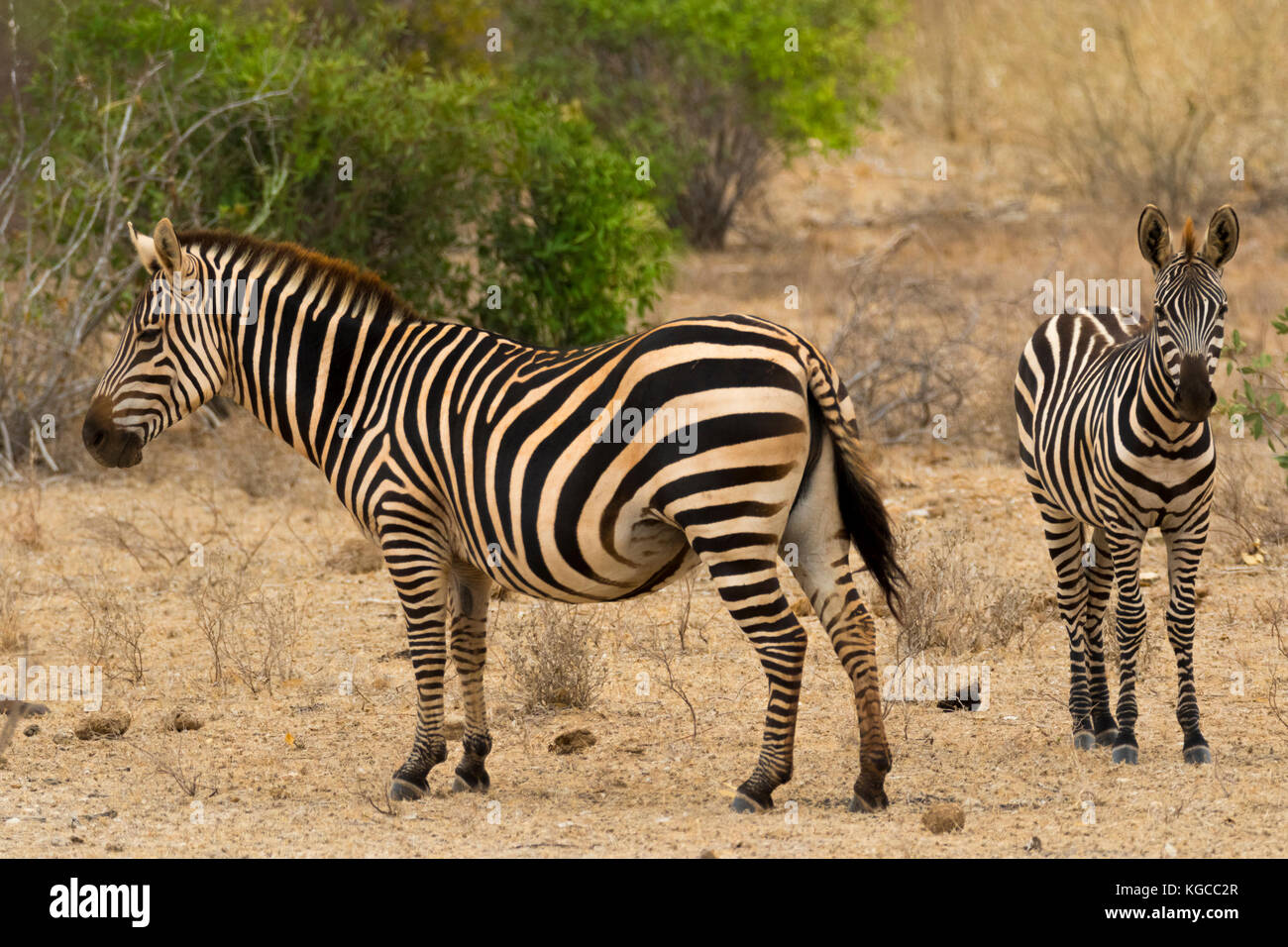 Die Zebras in der Tsavo Nationalpark Ökosystem in der Regel erscheint eine orange Färbung aufgrund der roten vulkanischen Staubes in der Savanne zu haben Stockfoto