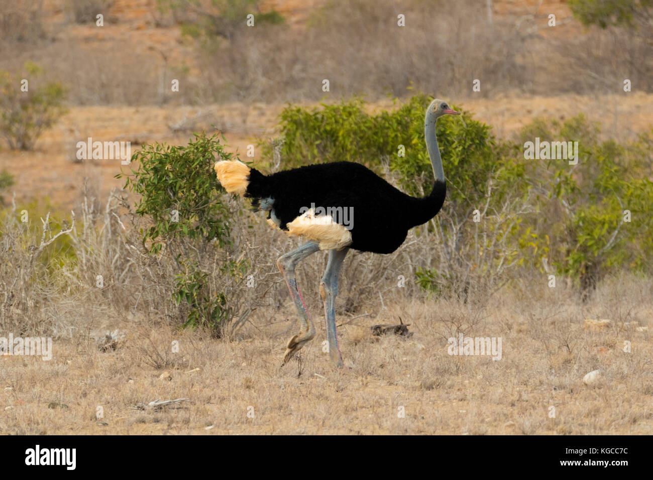 Ein blau-knecked somalischen Strauße läuft durch die Savanne in Tsavo Ost. auf der Roten Liste der IUCN als gefährdet aufgeführt. Stockfoto