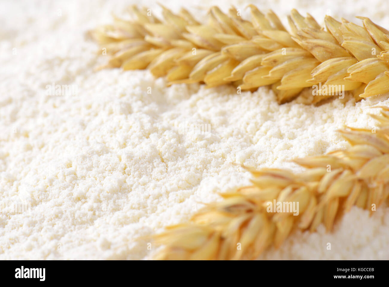 Detail von Weizen Mehl und Weizen Ohren Stockfoto