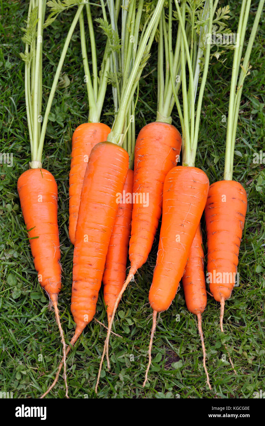 Frisch gehoben und gewaschenen Bündel von ganzen selbst angebauten Möhren. Stockfoto