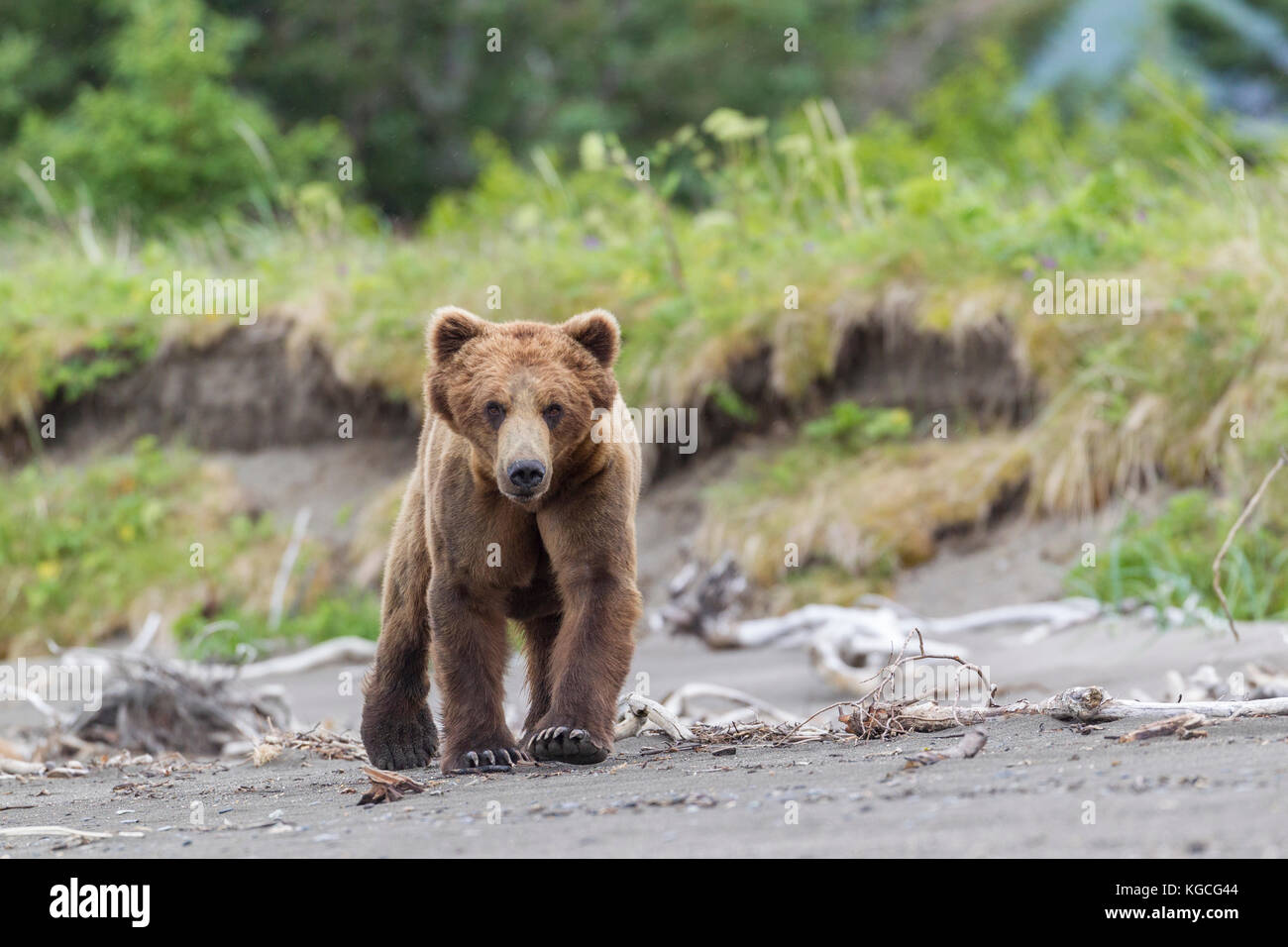 Männliche alaskan Brown bear Stockfoto