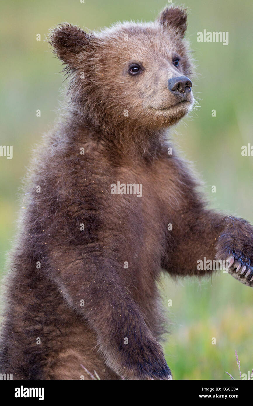 Alaskan brown Bear Cub Stockfoto