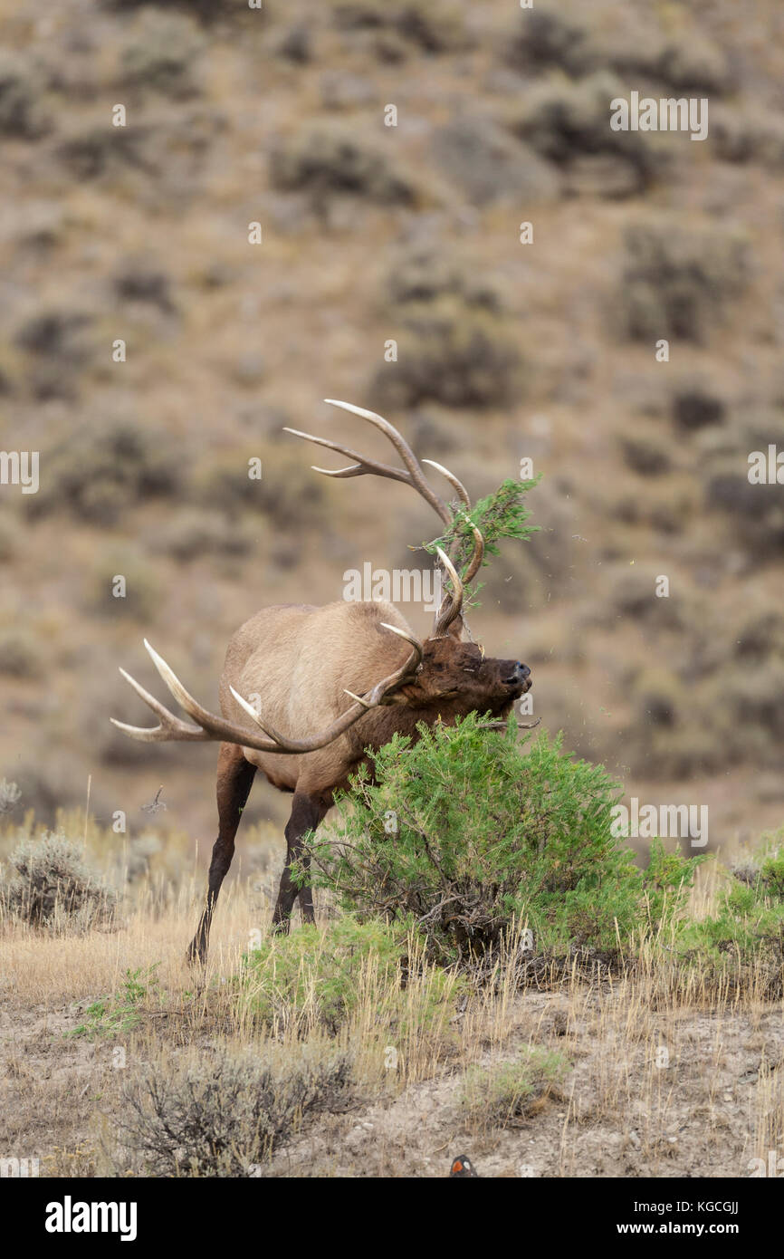 Stier Elch in Herbst Brunft Stockfoto