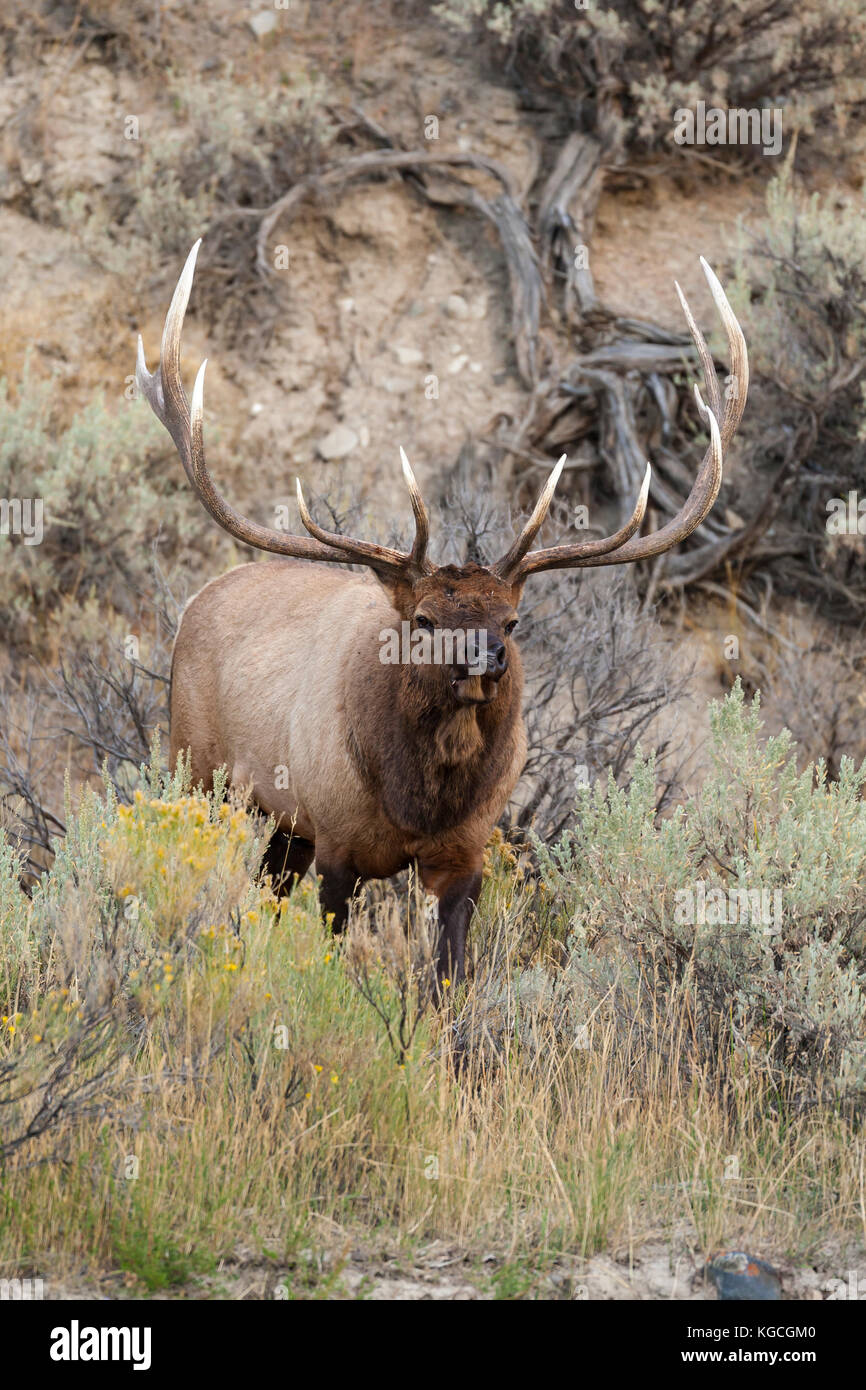 Bull elk im Herbst rut in Wyoming Stockfoto