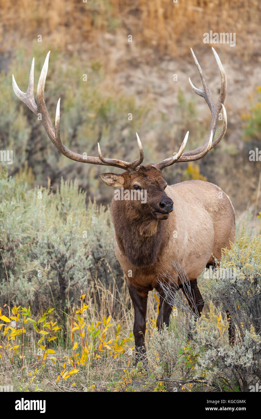 Bull elk im Herbst rut in Wyoming Stockfoto