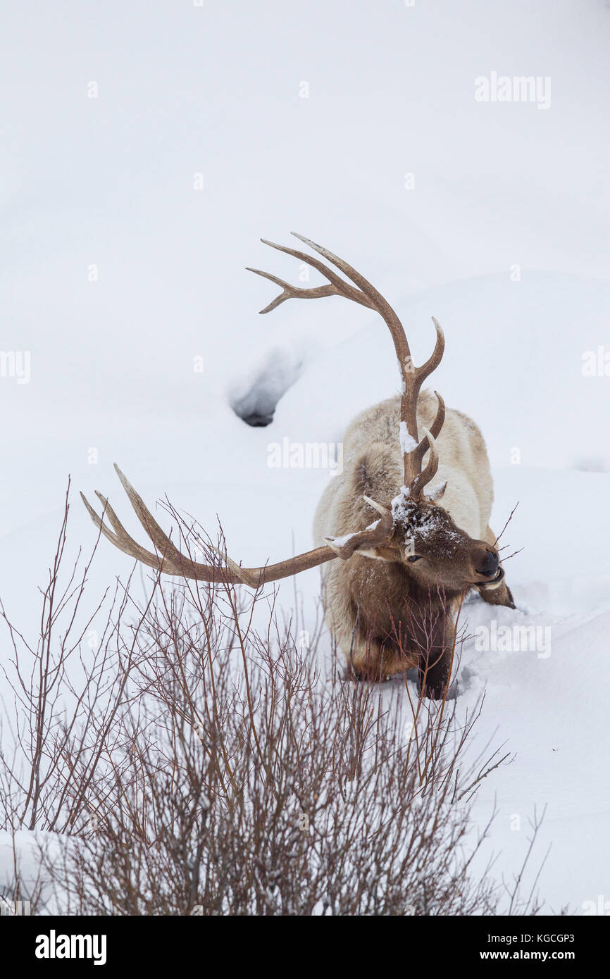 Bull elk im Winter in Wyoming Stockfoto