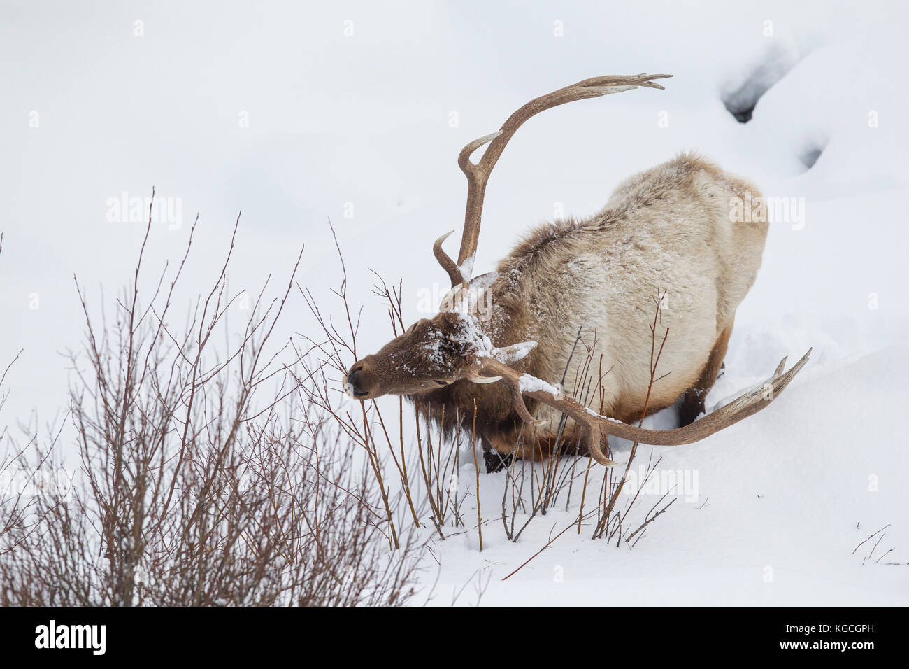 Bull elk im Winter in Wyoming Stockfoto