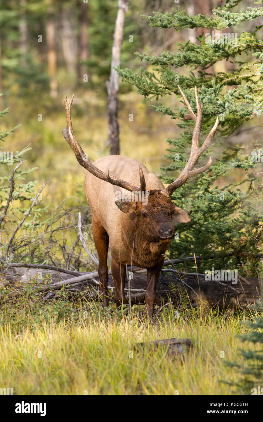 Bull elk im Herbst Rut Stockfoto