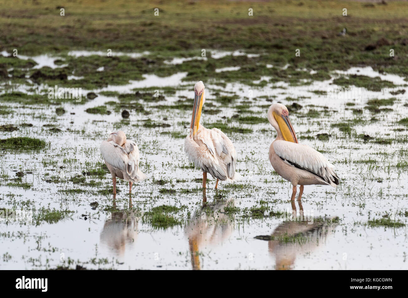 Drei putzen Große weiße Pelikane (Pelecanus onocrotalus) Stockfoto