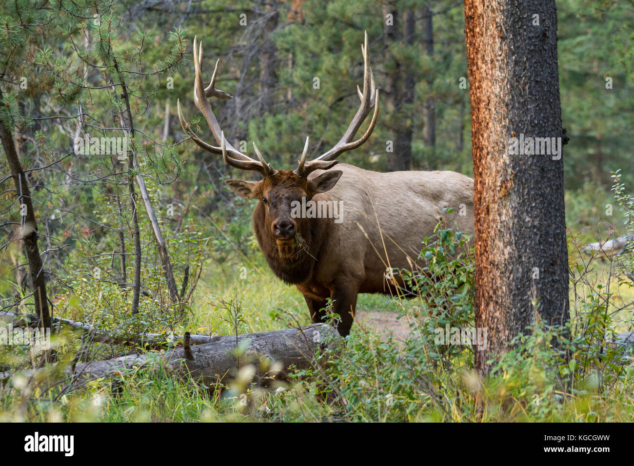 Bull elk im Herbst Rut Stockfoto