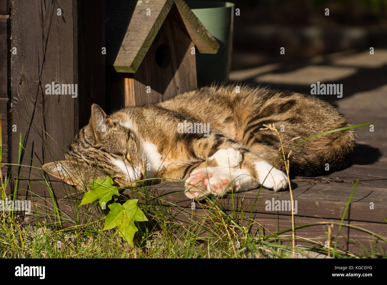 Süße kleine Katze schlafend in einem Gartenhaus - rosa Fußballen Stockfoto