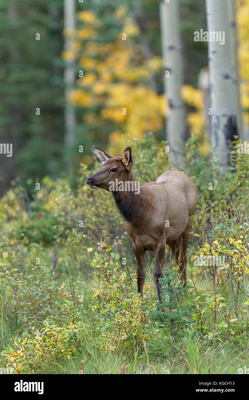 Kalb elk in Aspen Wald Stockfoto