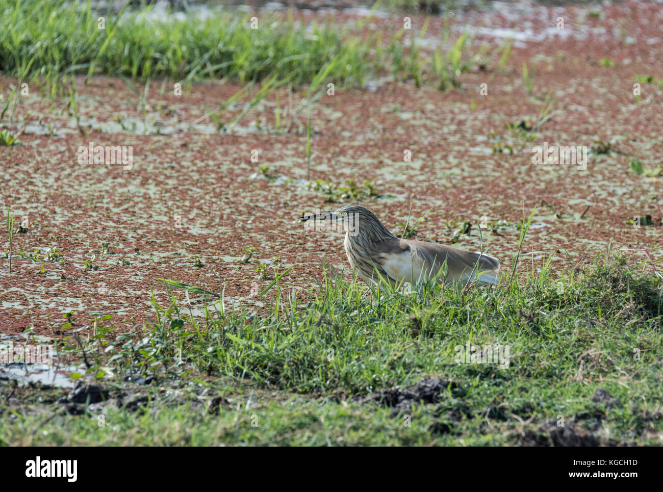 Squacco Heron (Ardeola ralloides) auf dem Sumpf in der Amboseli, Kenia Stockfoto