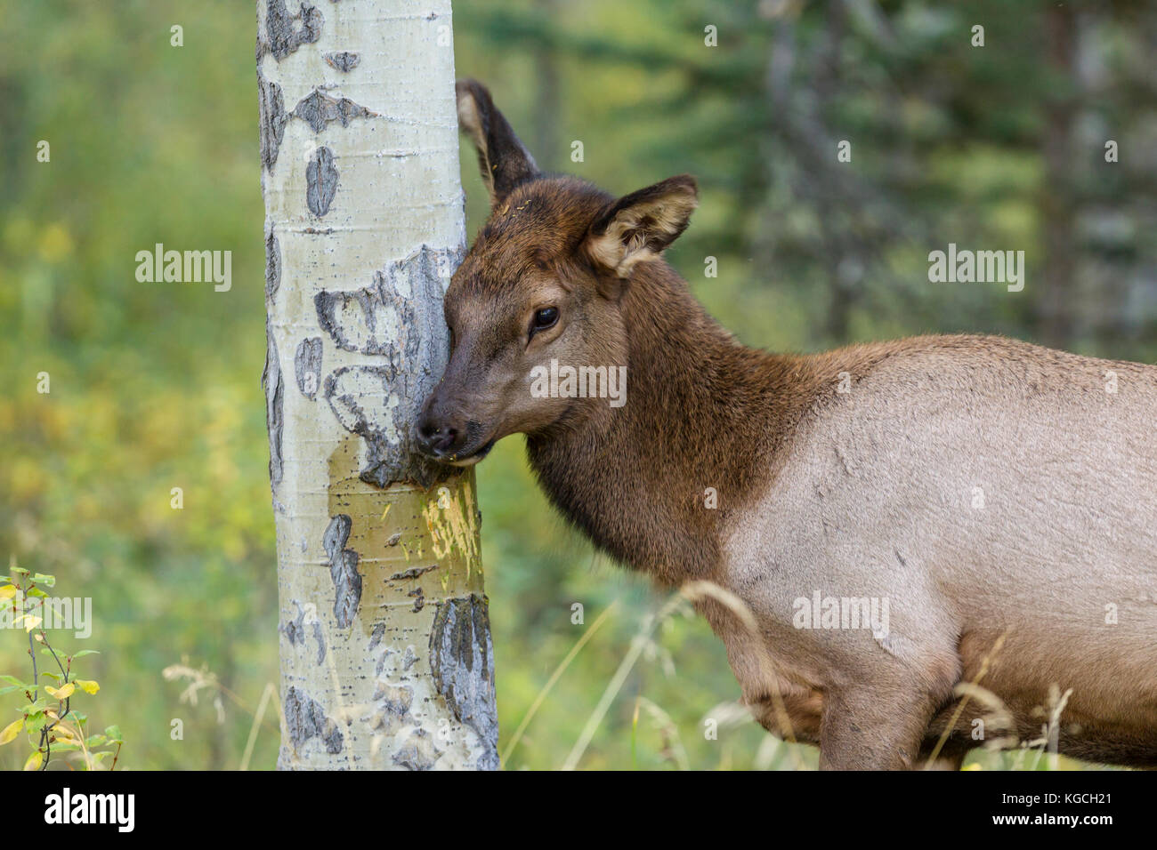 Kalb elk in Aspen Wald Stockfoto