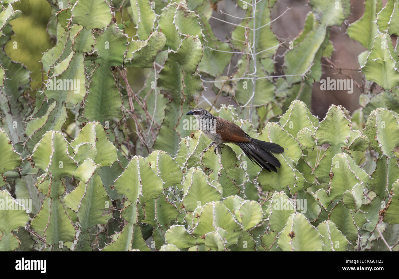 Weiß der tiefsten Coucal (Centropus arrogant) auf Carallum sp gehockt Stockfoto