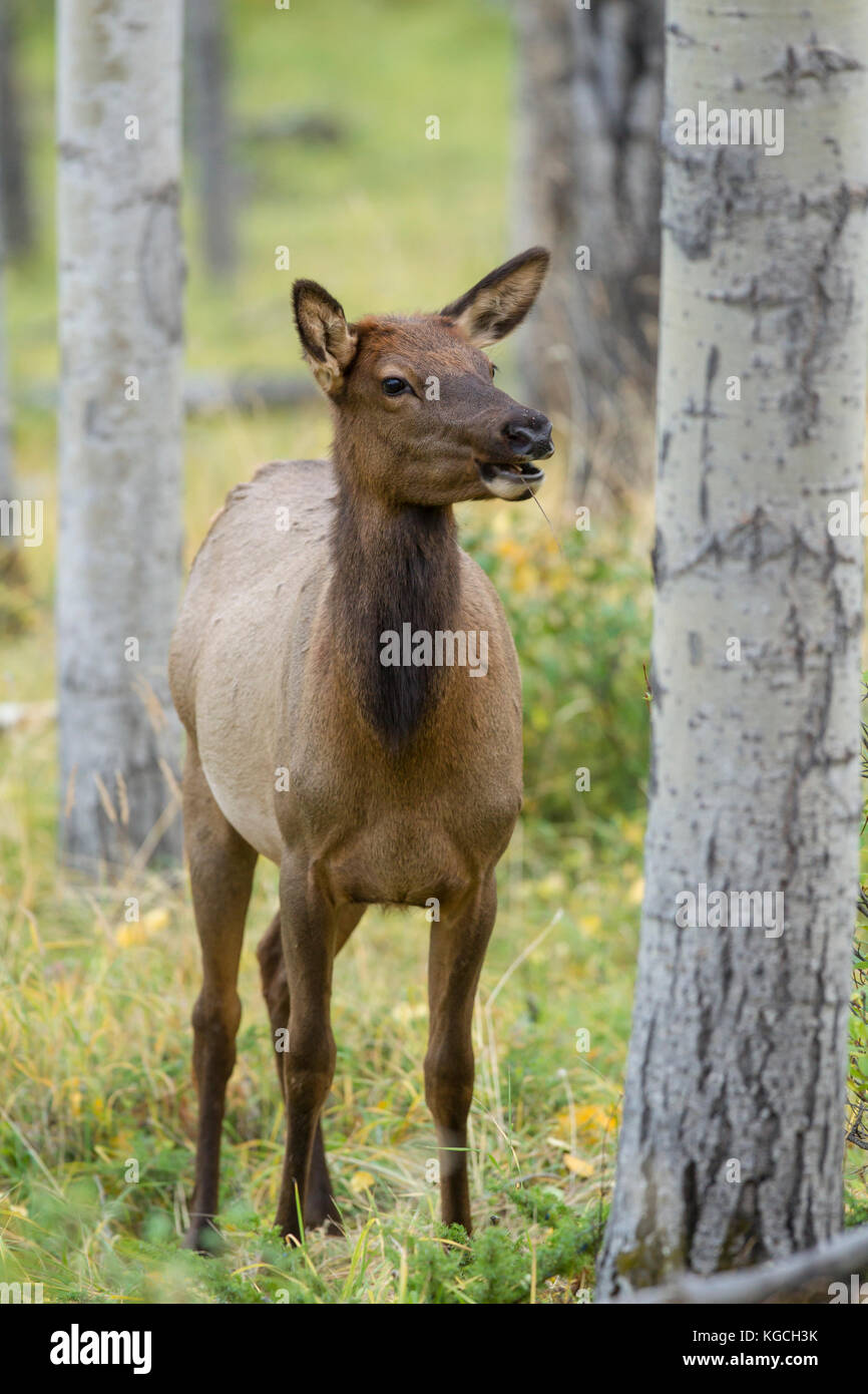 Cow elk in Aspen Grove im Herbst Stockfoto
