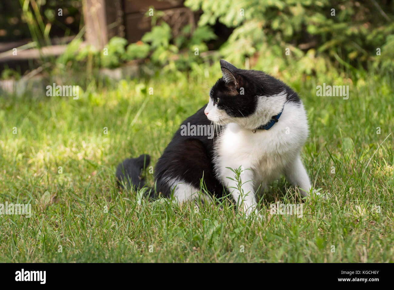 Schöne schwarze und weiße Katze sitzt auf dem Gras und etwas beobachten Stockfoto