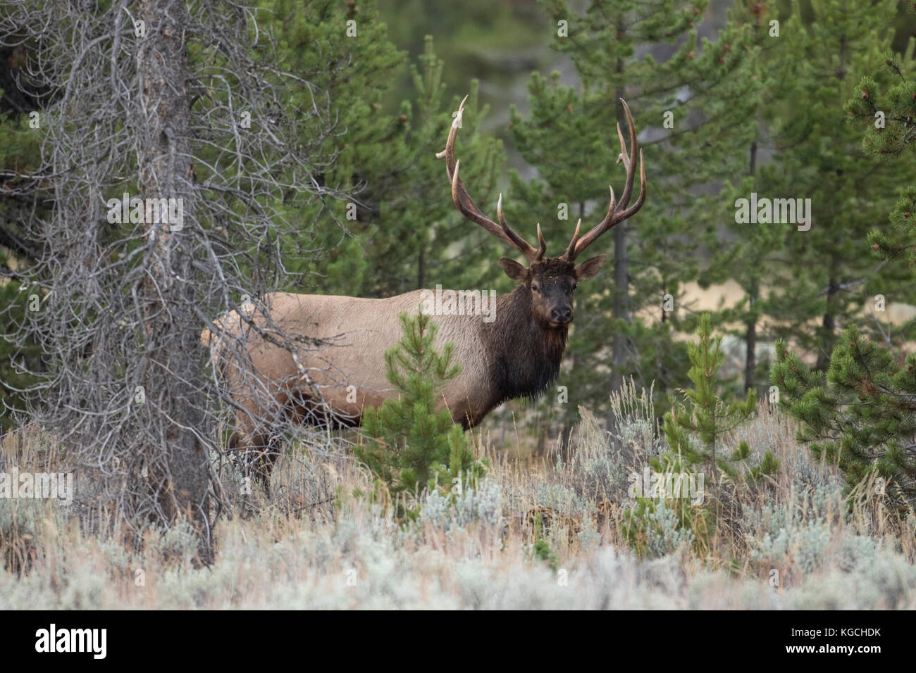 Stier Elch in Herbst Brunft Stockfoto