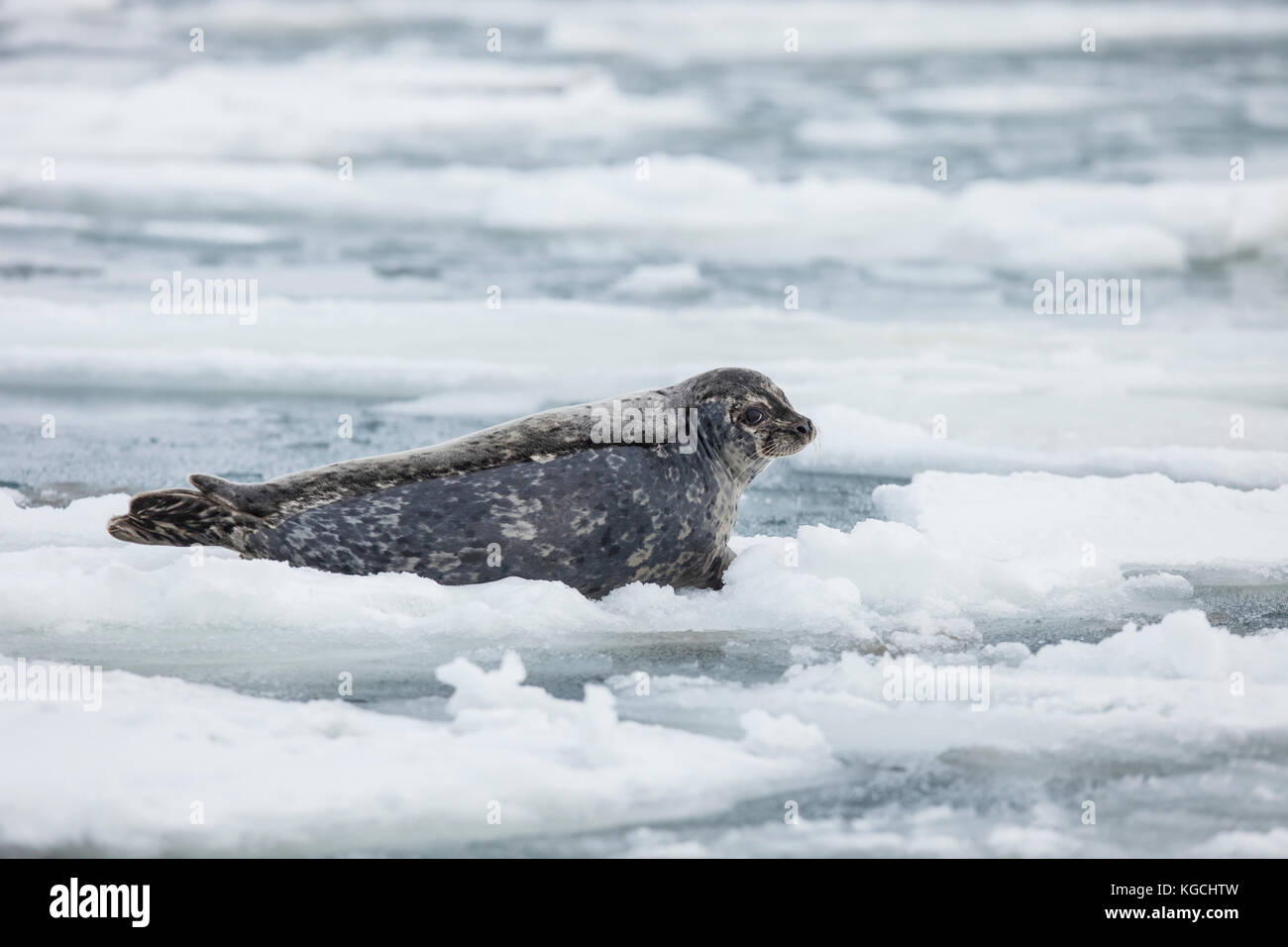 Seehunde auf Eisscholle in Alaska Stockfoto