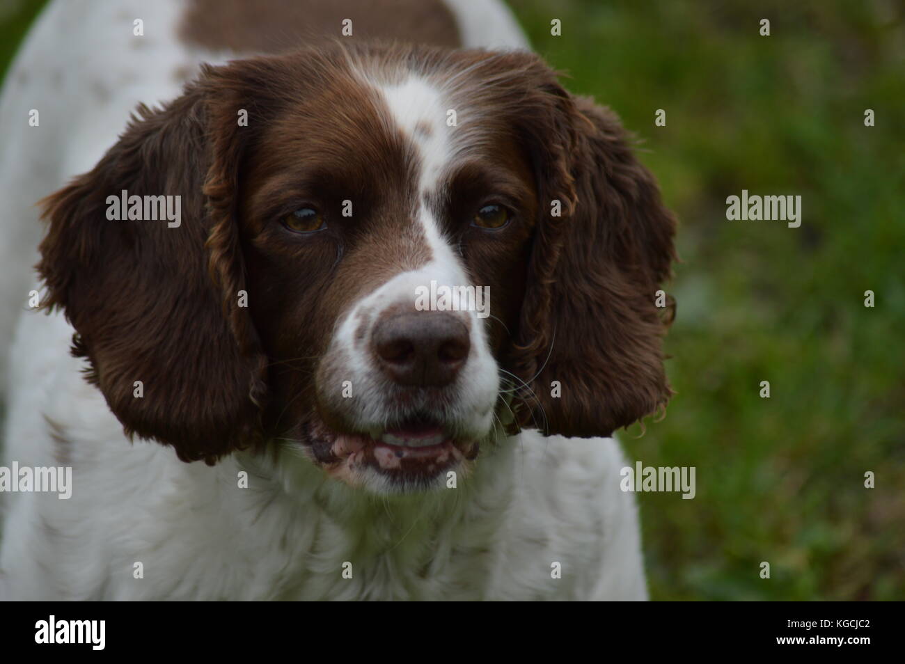 Braune und weiße Spaniel Stockfoto