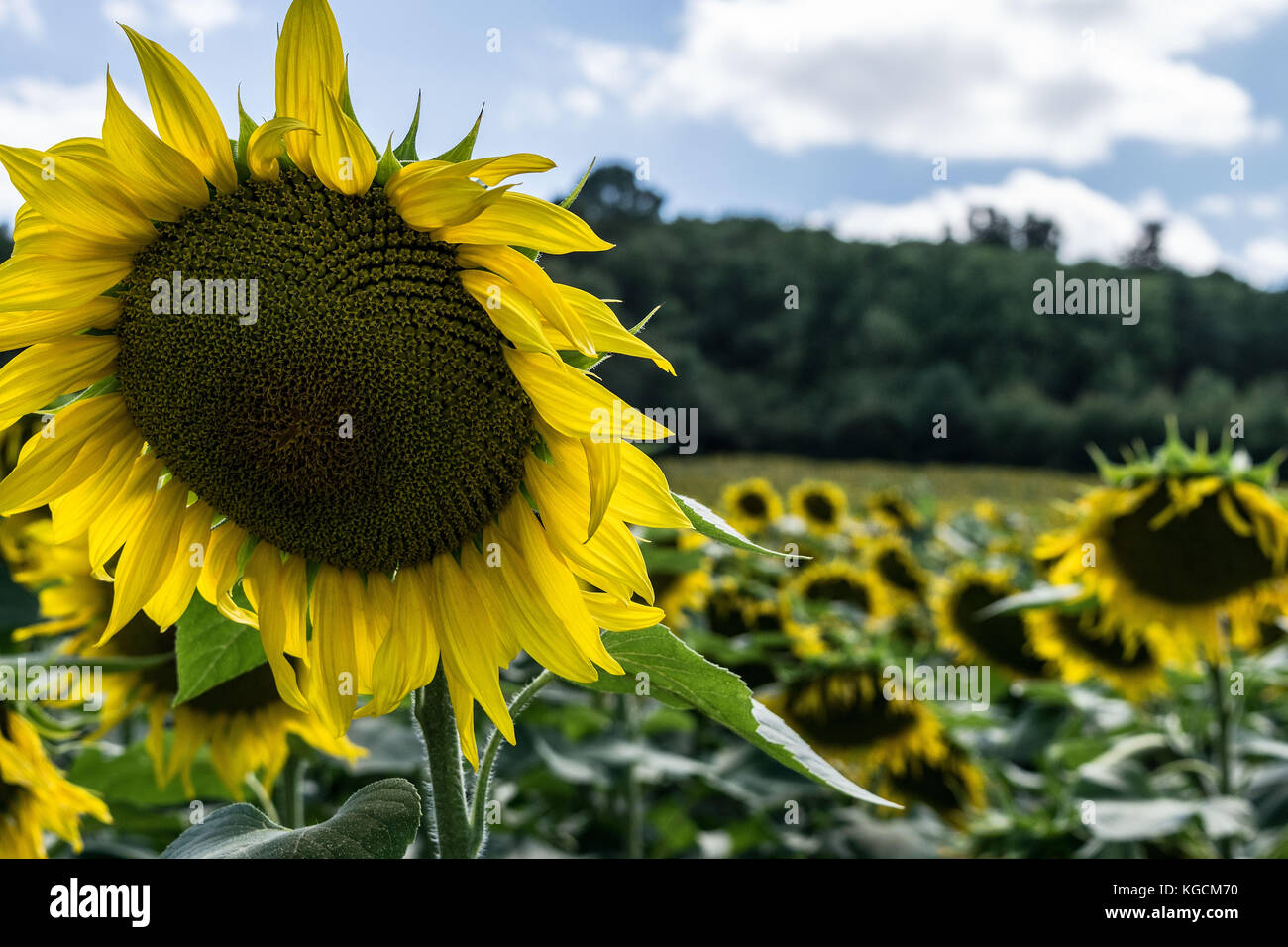 Nahaufnahme einer Sonnenblume in einem Feld von Blüten, Dordogne, Frankreich Stockfoto