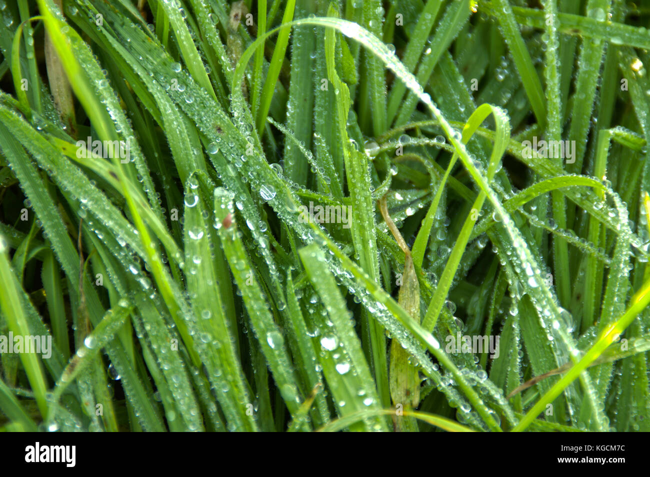 Regentropfen auf Gras. brisk Morgen im Garten. HDR-Fotografie. Stockfoto