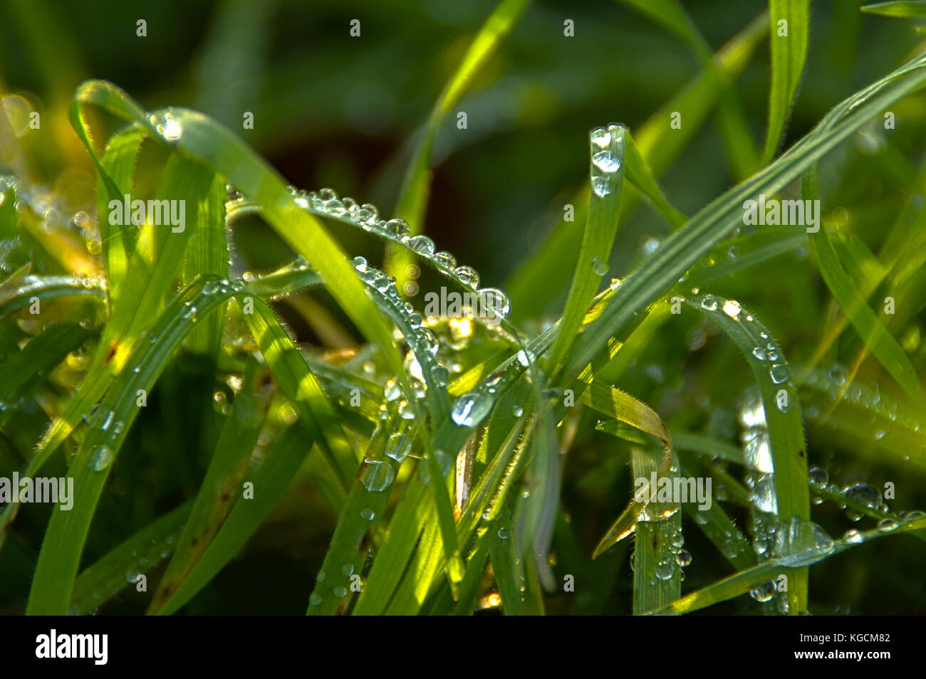 Regentropfen auf Gras. brisk Morgen im Garten. HDR-Fotografie. Stockfoto