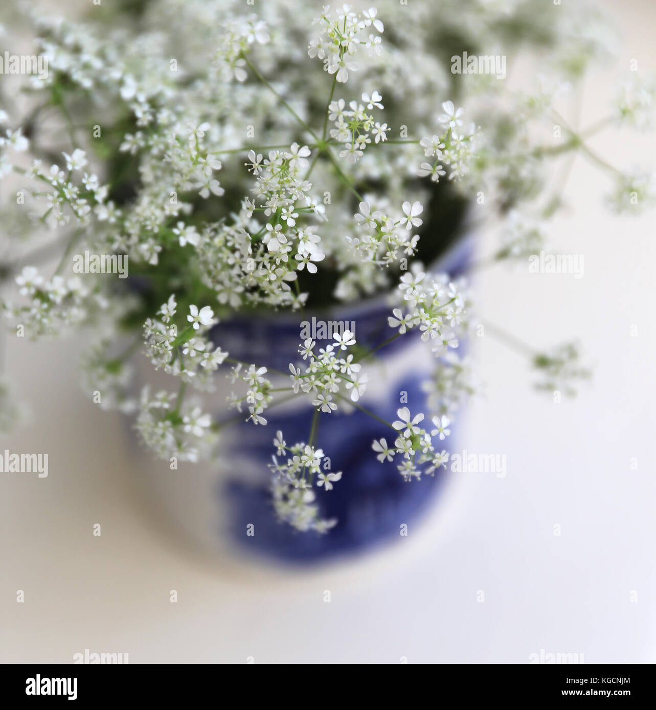 Kuh Petersilie wilde Blume einfache Anordnung Stockfoto