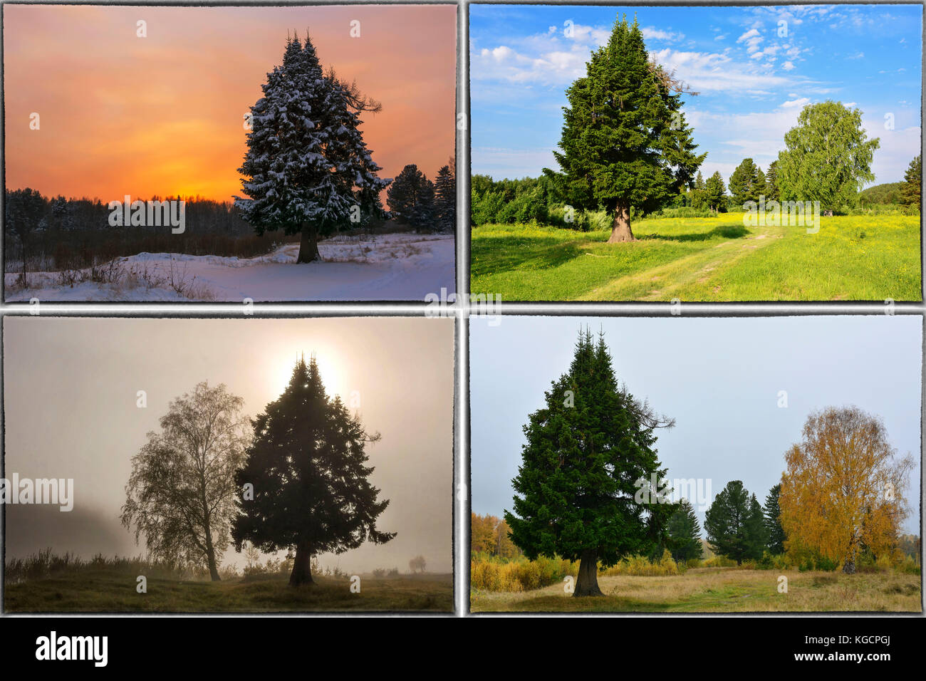 Vier Jahreszeiten Frühling, Sommer, Herbst, Winter Bäume Collage mit Rand Stockfoto