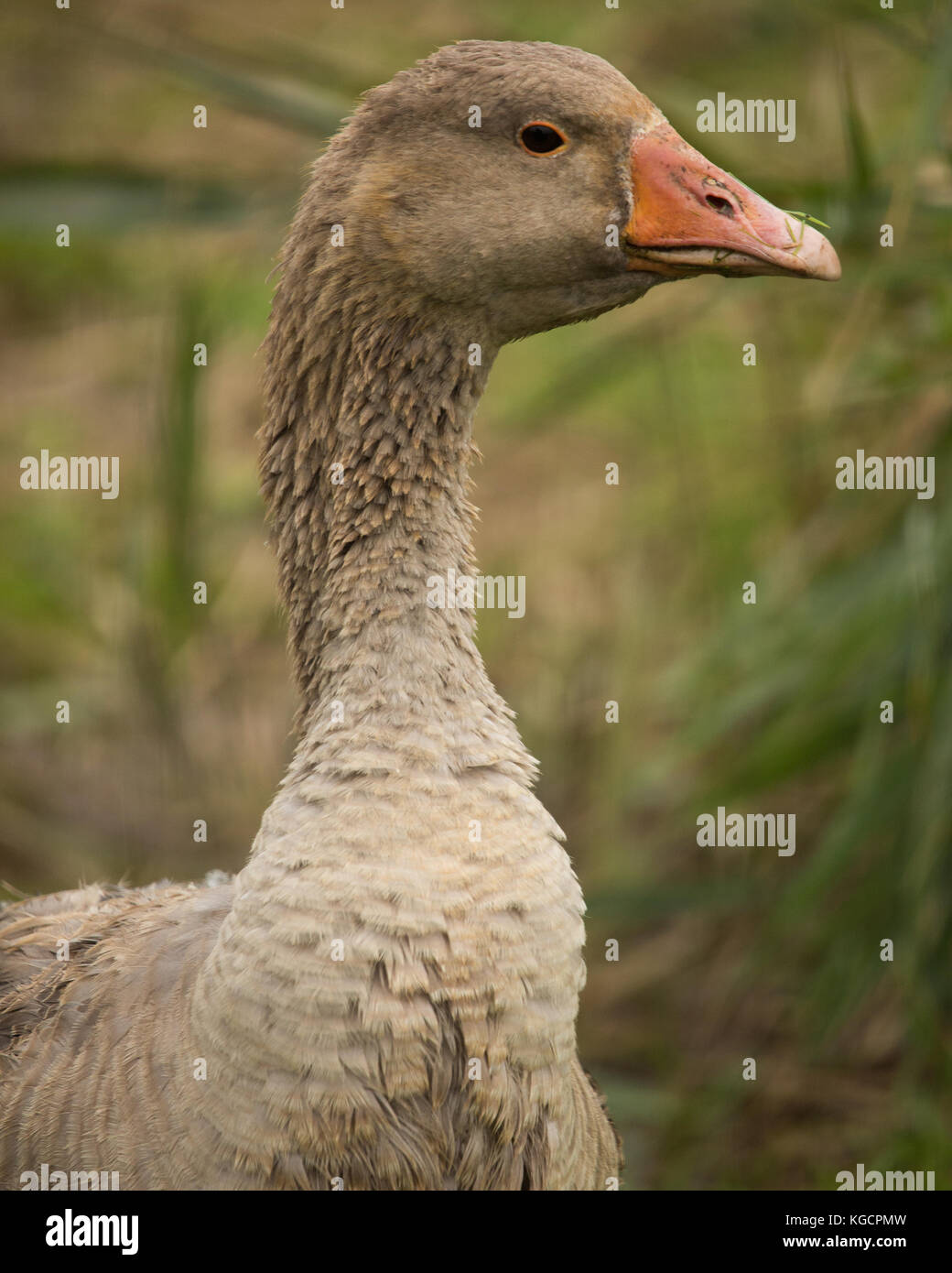 Gans Portrait an RSPB Minsmere Stockfoto