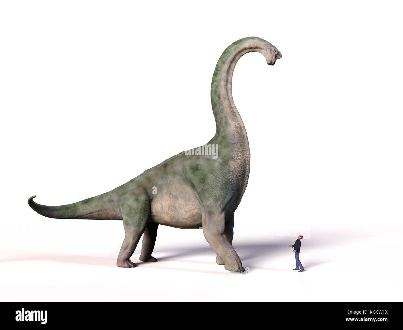 Vergleich der Grösse eines adulten Brachiosaurus altithorax aus dem Spätjura und eines 1,8m-Menschen (Homo sapiens), 3D-Illustration Stockfoto