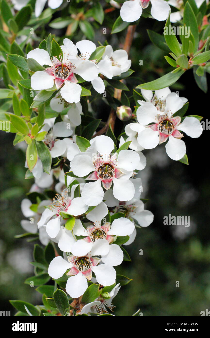 Woolly Tee - Tree, (Leptospermum lanigerum), ein immergrüner Strauch, in der Blume in einem Englischen Garten, Großbritannien Stockfoto