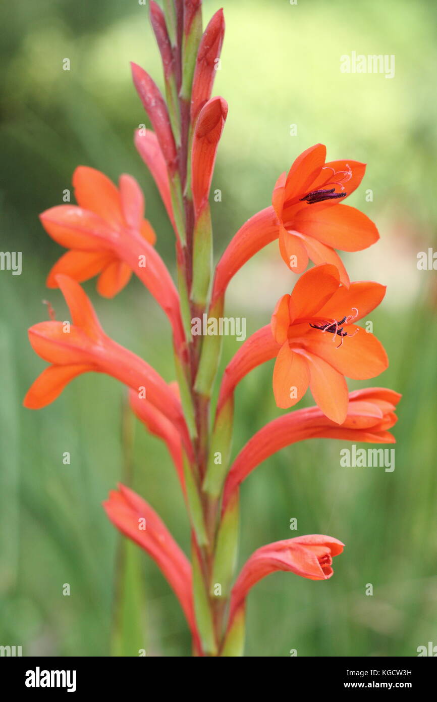 Watsonia pillansii, oder Bugle Lilie, in voller Blüte in einem Englischen Garten im Sommer (Juli), UK Stockfoto