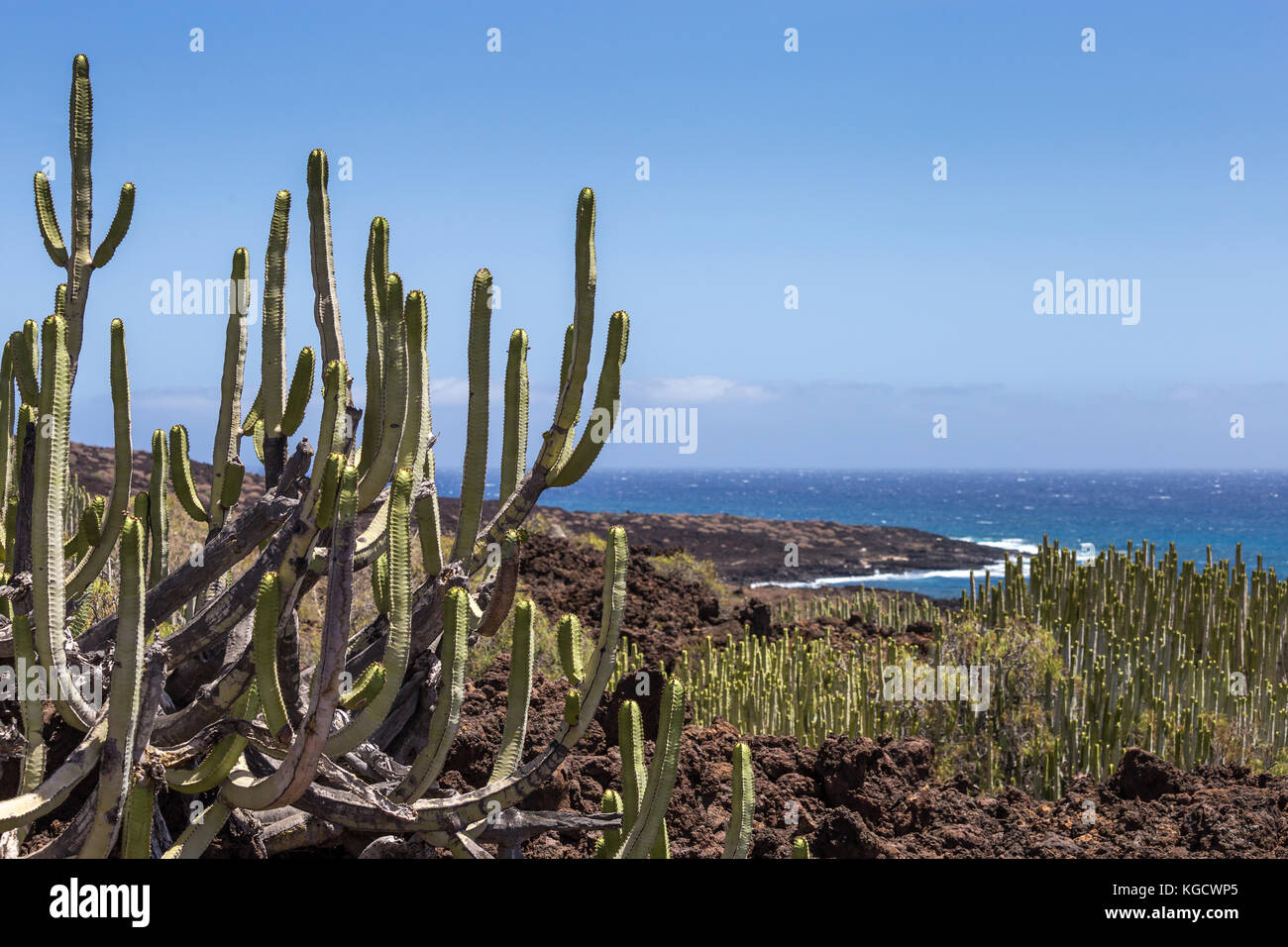 Ruhe Kaktus in vulkanischen Gebiet vor der Küste von Teneriffa, Kanaren, Spanien, Europa Stockfoto