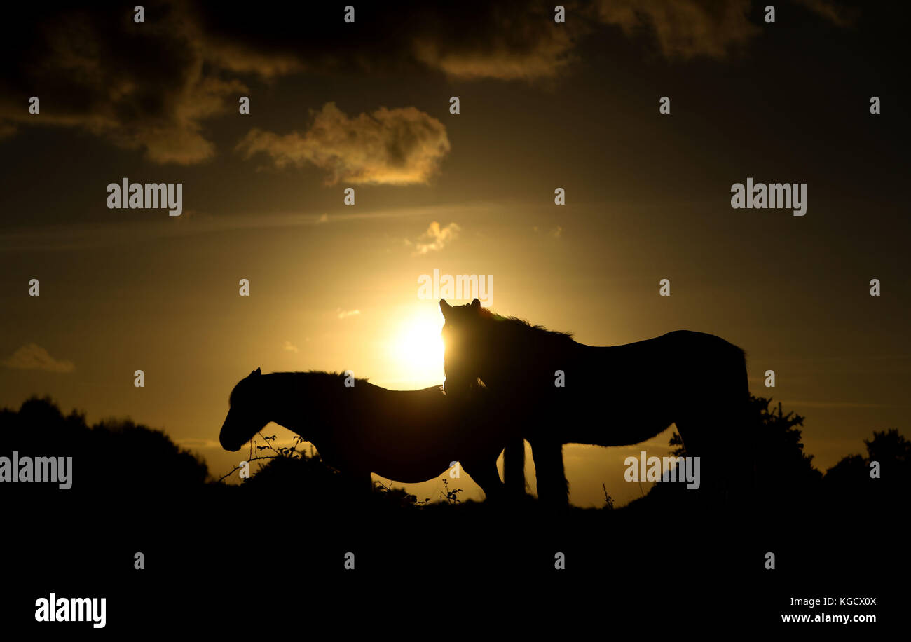Ponys grasen, als die Sonne in der Nähe von Fritham im New Forest untergeht. Stockfoto