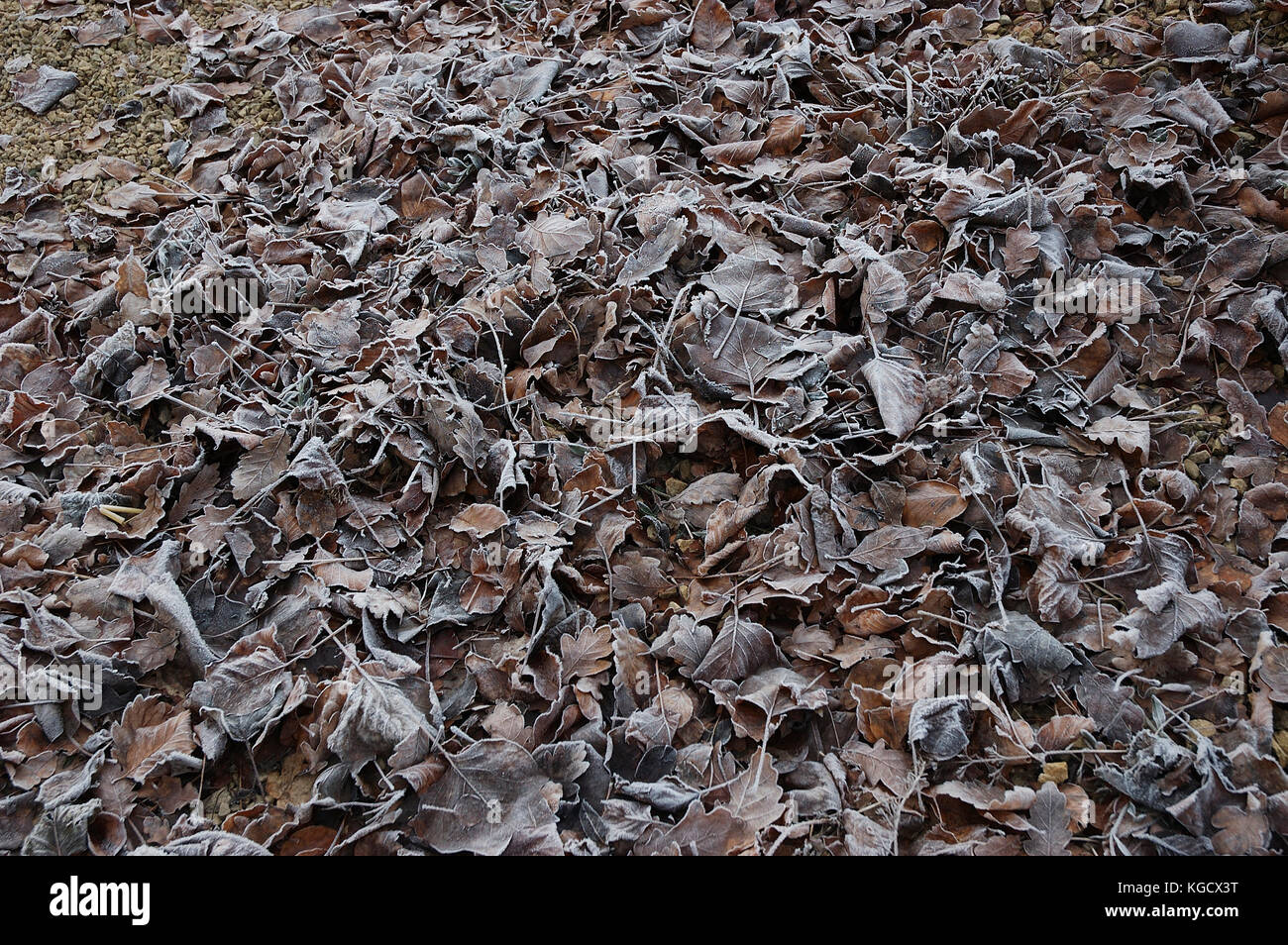Frost auf Laub england Stockfoto