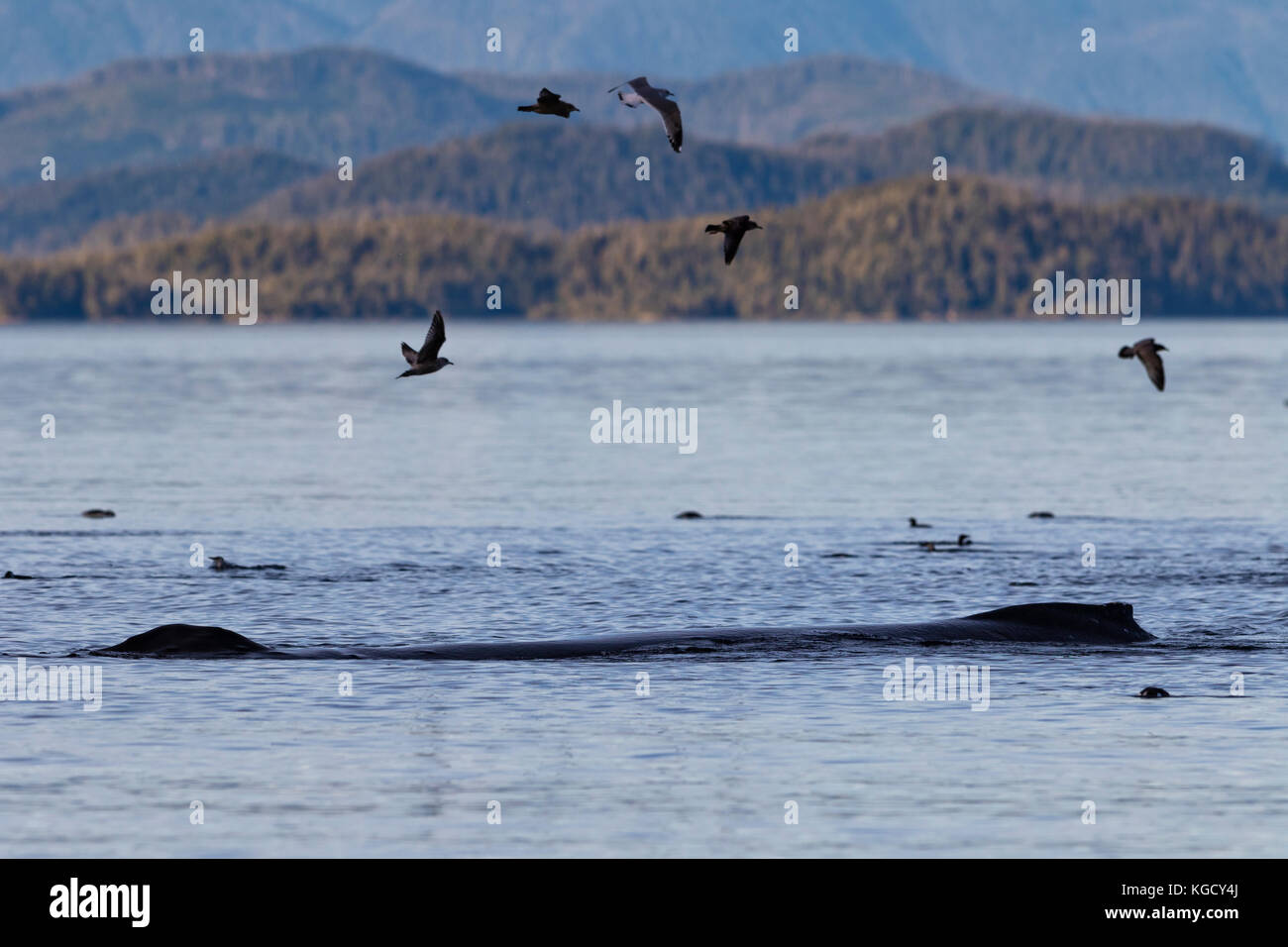 Buckelwal entlang Wasservögel im Queen Charlotte Strait entlang der Great Bear Rainforest ruht, British Columbia Coastal Mountains, Kanada Stockfoto