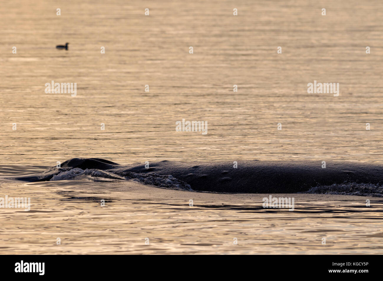 Buckelwal entlang Wasservögel im Queen Charlotte Strait entlang der Great Bear Rainforest ruht, British Columbia Coastal Mountains, Kanada Stockfoto