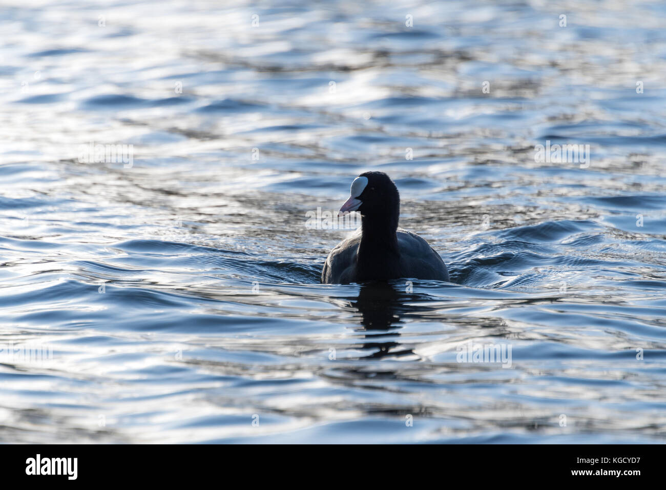 Blässhuhn auf Wasser, Winter Sonne Stockfoto