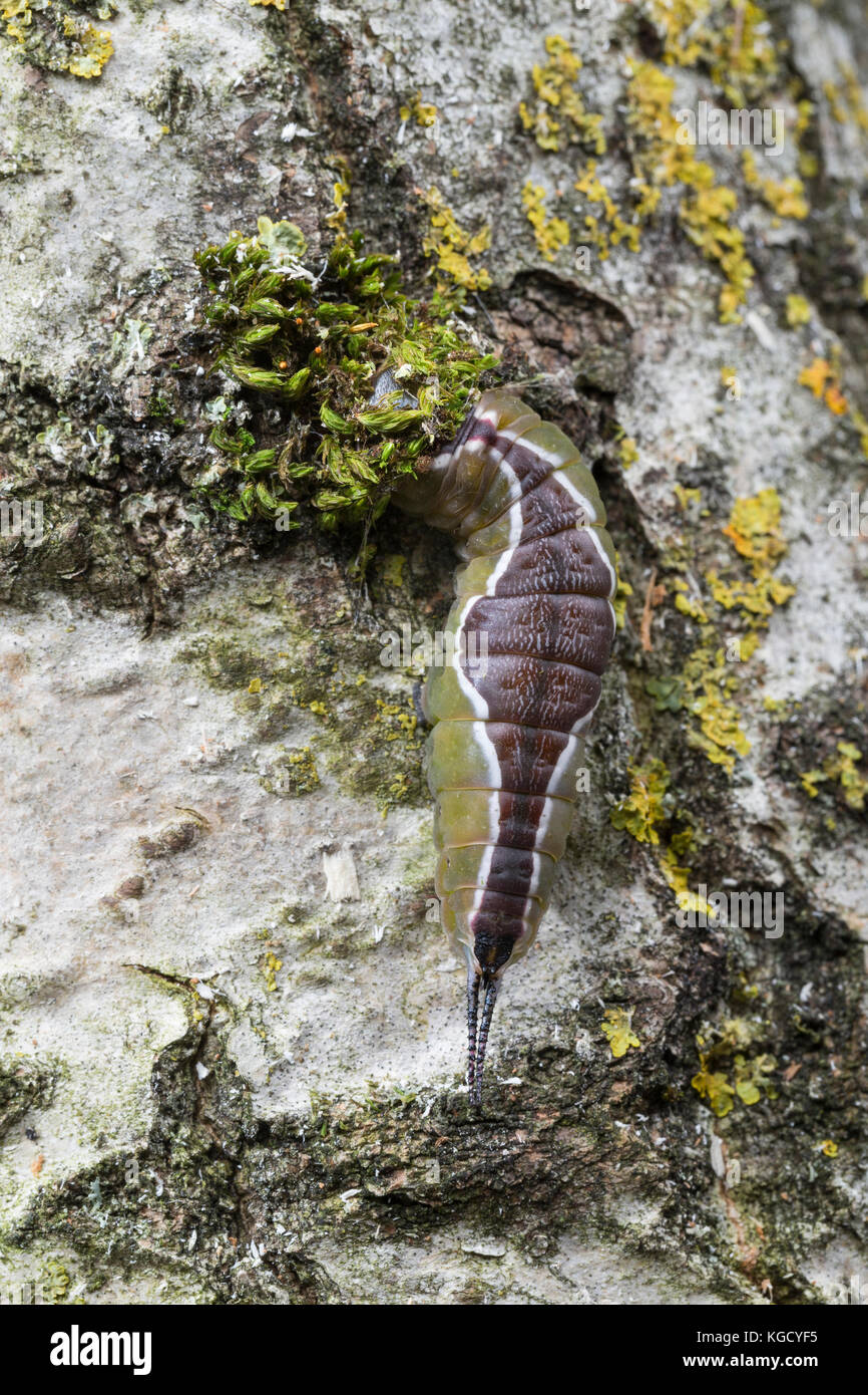 Großer Gabelschwanz, Raupe beim Bau des Kokon, Puppenkokon, Puppe, Cerura vinula, Dicranura vinula, Pussfalter, Raupe, Pupa, Cocoon, La Queue fou Stockfoto