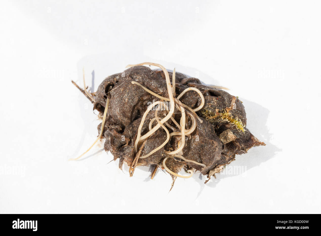 Masse der Ascaris Spulwürmer in einem Haar Kugel von einem 9 Monat wilde Katze mit dem Zentrum weibliche Wurm von rund 30 Zentimeter. Auf strukturiertem Papier. Stockfoto