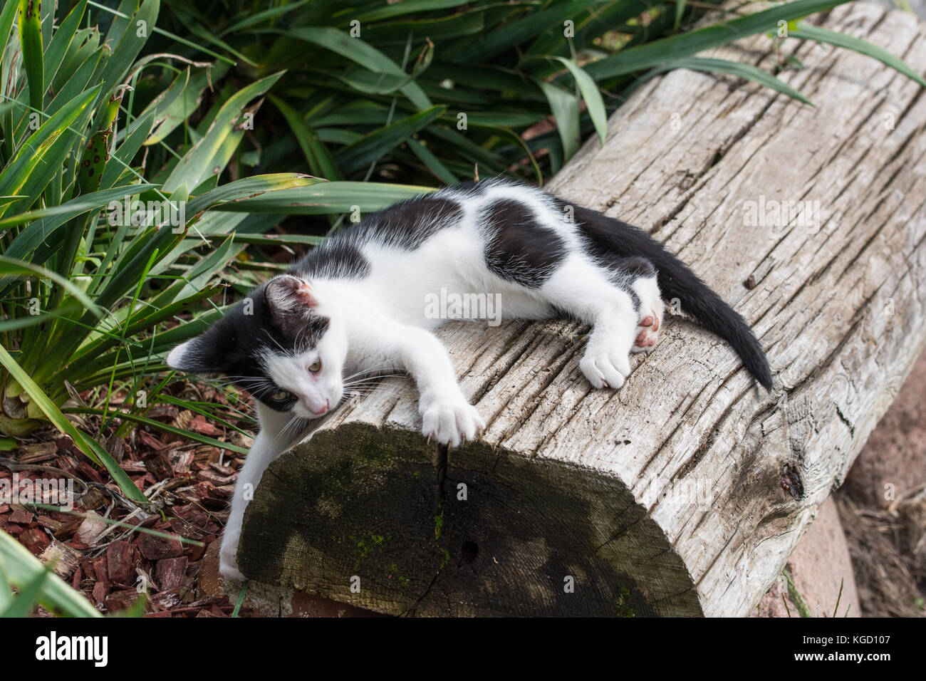 Schwarze und weiße Kätzchen spielen auf einem Baumstamm im Garten Stockfoto