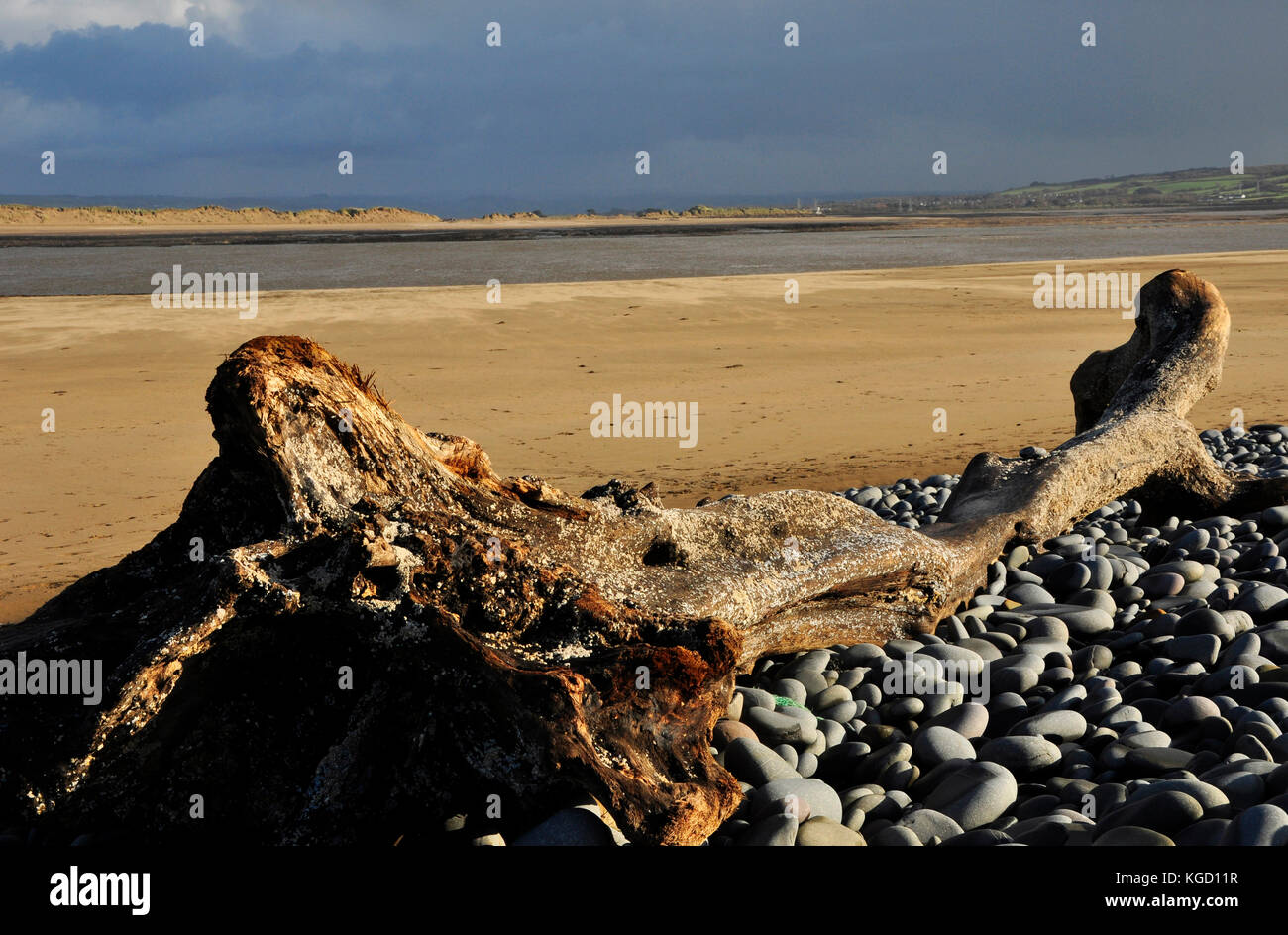 Baumstamm auf dem Kiesrücken um Northam Burrows bei Bideford, North Devon, UK Stockfoto