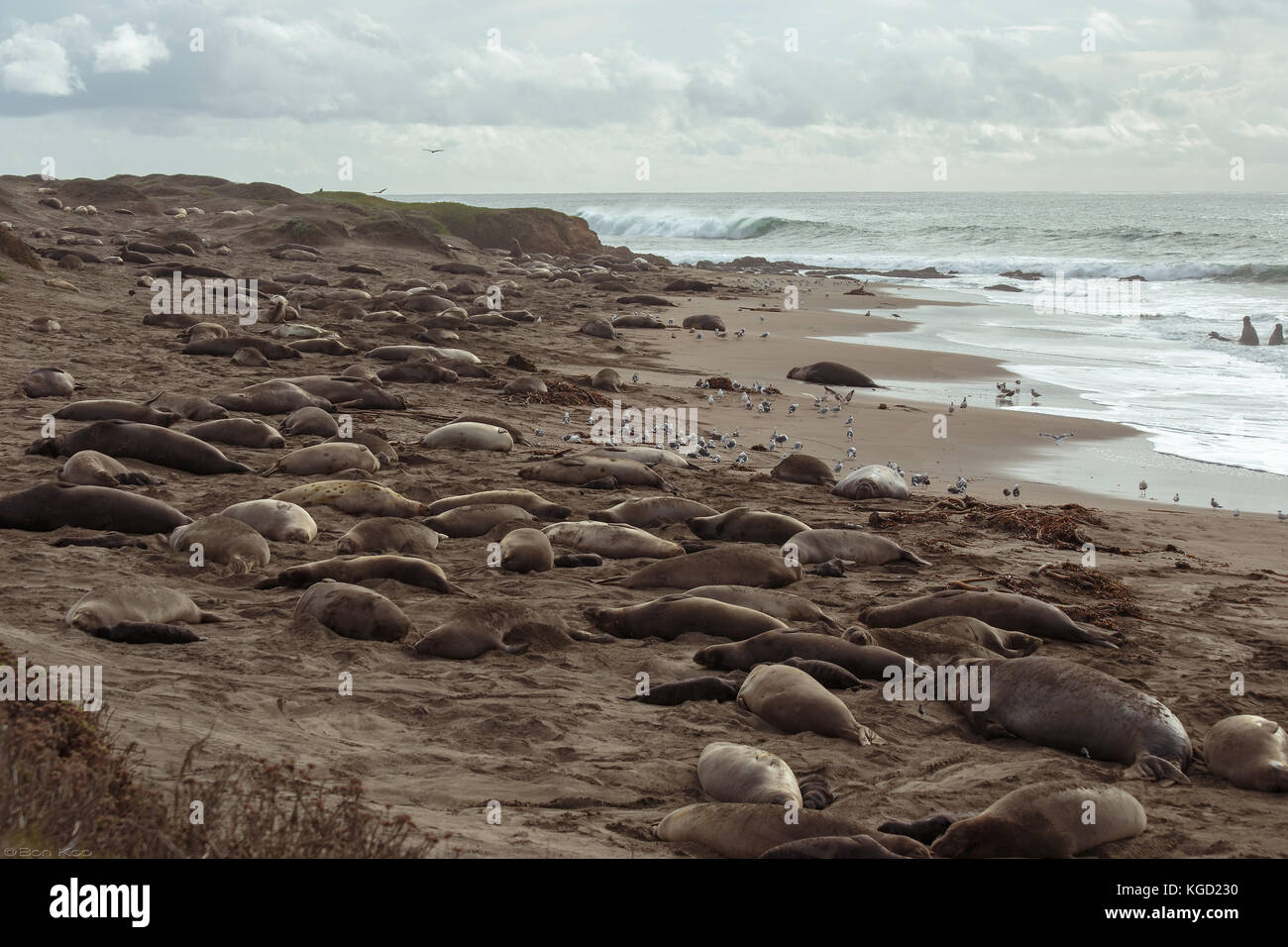 Seeelefanten Versammlung an der kalifornischen Küste während ihrer Brutzeit Stockfoto